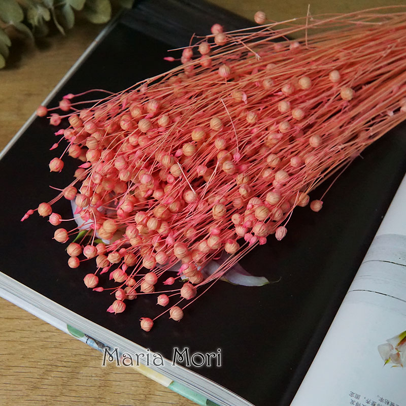 35g/Preserved Ormosia Hosiei N - Dried Flower Bulk review and price