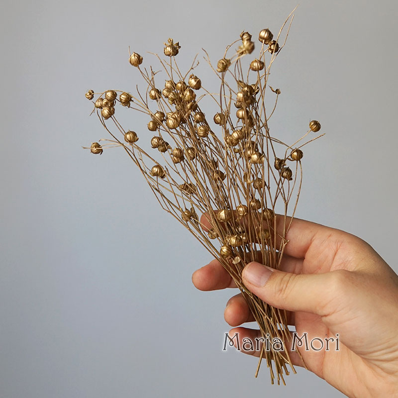 5g/Preserved Flax Bean Natural - Dried Flower Bulk review and price