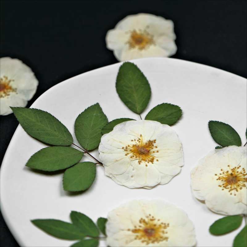6pcs,9pcs,Nature White Rose Pr - Dried Flower Bulk review and price
